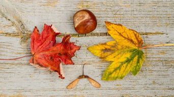 关于秋天的成语和诗句有哪些