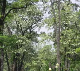 山西进入吃槐花模式 槐花哪摘 咋吃 赶紧看 