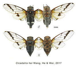 成都虫痴三年发现5个昆虫新物种 以妻之名命名新种虫