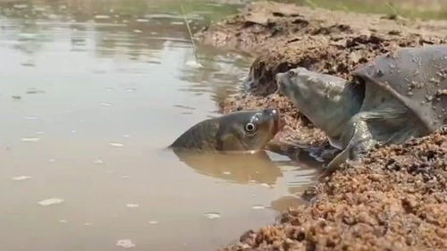 乌龟和鲤鱼打架了 