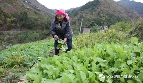 有机蔬菜的困惑 农民用粪水浇种的蔬菜不能吃 6句俗语饱含智慧 