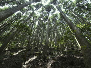 森林,木材,山 