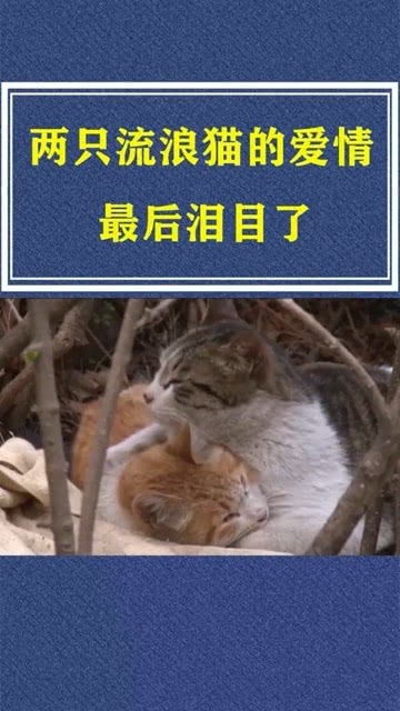 你敢相信这是两只猫的爱情,看得我都哭了 冷知识 感动 猫咪 爱情 