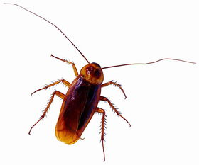 呋虫胺能杀蟑螂吗 呋虫胺为什么被禁用