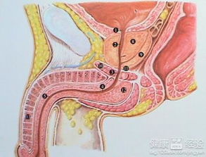 生活恶习易毁了前列腺