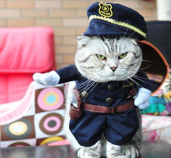 都知道警犬,那么知道警猫吗 退伍老兵神操作训练出 特种猫