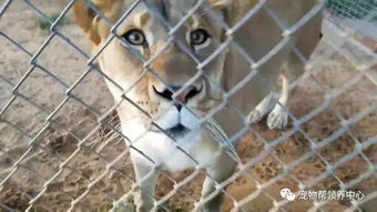 家猫路过狮子面前以为它会很害怕,没想到它竟然一步一步接近狮子 狂 