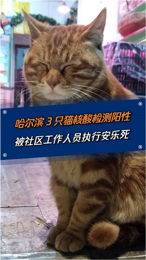 哈尔滨确诊者所养3只猫核酸阳性,社区工作人员将对其进行安乐死处理 