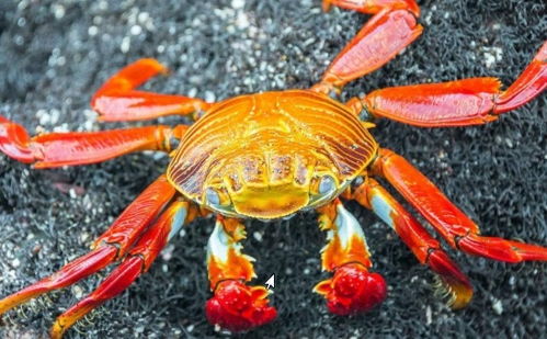 吃螃蟹有哪些禁忌事项 怎养吃螃蟹最健康