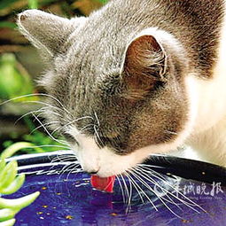 猫怎样喝水 趣味实验揭开猫喝水的秘密 