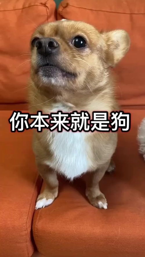 狗狗知道自己是狗么 