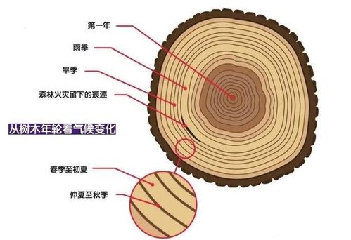 为什么树木会形成一圈一圈的年轮 年轮的疏密又与什么有关