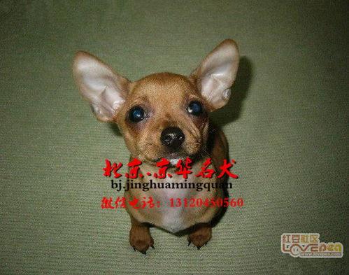 北京哪里有卖纯种小鹿幼犬 小鹿犬图片 小鹿犬好养吗 