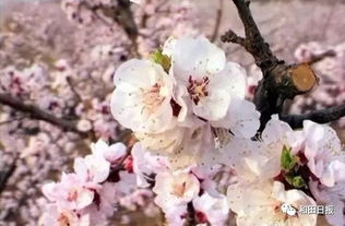 和田的杏花就要绽放了 即将美翻整个春天 赏杏花这些地方一定要去