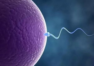 进入女人体内,没有 受精 的精子去了哪里 看完后很多人都笑了 
