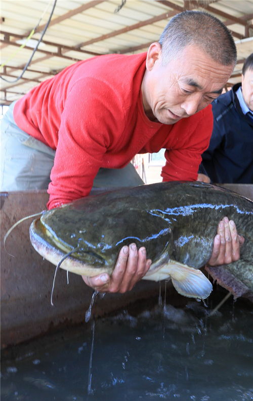 快来围观 肇源茂兴镇渔民捕获44斤重大鲶鱼