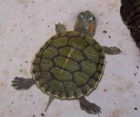 3-4厘米的巴西龟需要多少时间换一次水？