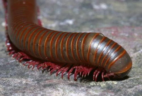 奇闻 外形恐怖的千足虫,拥有750只脚的生物,史前体长可达3米