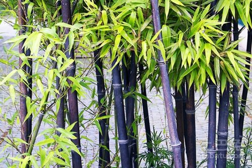 竹子的生长习性特点和生长环境条件,竹子的生活习性？