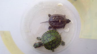 别人送的两只乌龟,求问如何养 