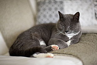猫感冒可以用扑尔敏吗 ,扑尔敏治猫感冒吗 