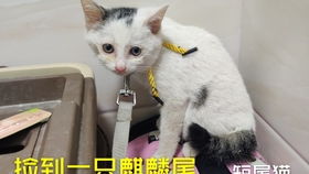 小小流浪猫,它会梦见啥