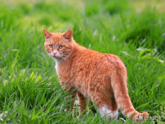 猫可以吃火腿肠吗 猫咪可以吃火腿肠吗