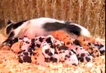 母猪9个月内产27头幼崽 最多一次产16头 