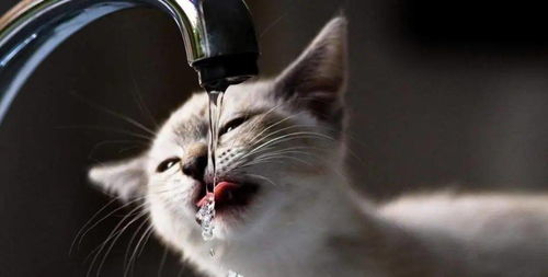 猫咪不爱喝水 试试这几种办法
