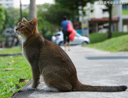 新加坡猫 世界上体型最小的猫咪,也是最黏人的猫咪