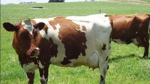 世界上最高的奶牛 