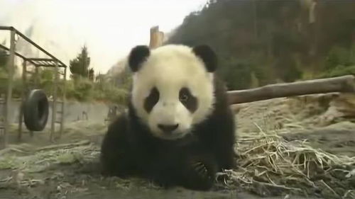 熊猫看似单纯无害,但其实咬合力十分惊人 