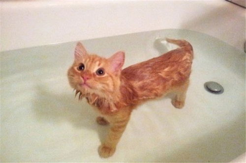 如何给猫咪洗澡 猫咪洗澡的几点注意事项,宠主要知道