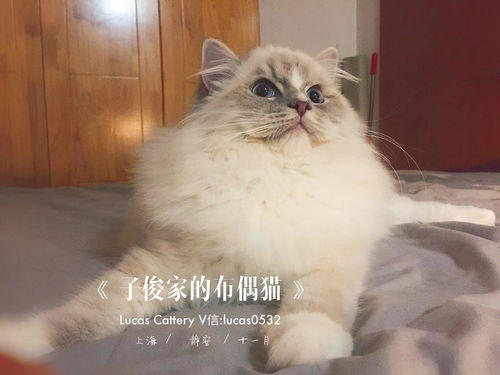 上海GBG布偶猫猫舍,专注繁育甜美系布偶猫 
