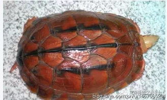 广东种 海南种 越南种 金钱龟的区分图片 