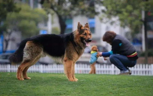 扣留 处罚 合肥城管大动作 有犬一族请注意