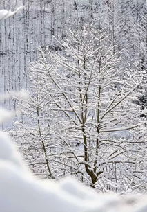 最美雪景,VR全景看彭州 