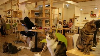 猫咪咖啡馆 搜狗百科 