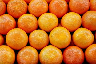 橘子什么时候上市上市时间