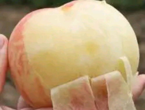 桃子拥有 寿桃 之美誉,糖尿病人能吃吗 糖尿病人吃桃子有讲究