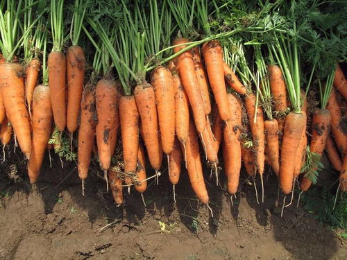 胡萝卜种子怎么种植,红萝卜种子种植方法？