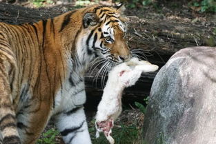 若将老虎从小养到大,它会攻击主人吗 真相令人难以接受