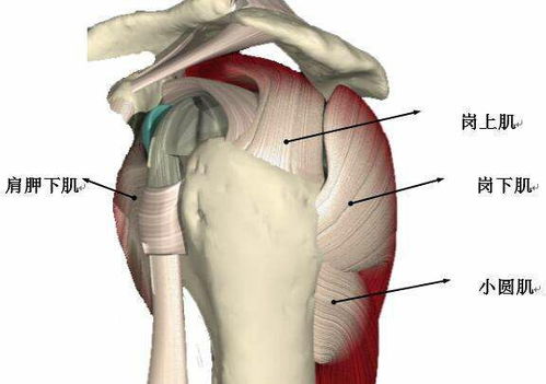 肩关节总是没力,要注意肩袖损伤