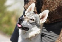饲养捷克狼犬的成本比一般的狼犬也是更高的