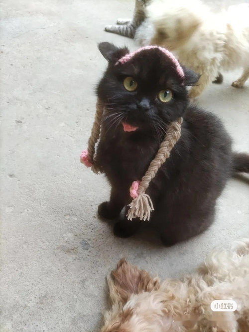 偶遇隔壁村的小黑猫,这花辫子简直馋哭了