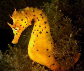 海马 海洋鱼纲生物