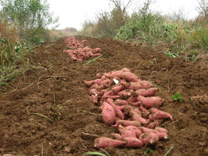 自家地里的红薯开挖了 