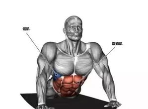 25个肌肉拉伸动作图