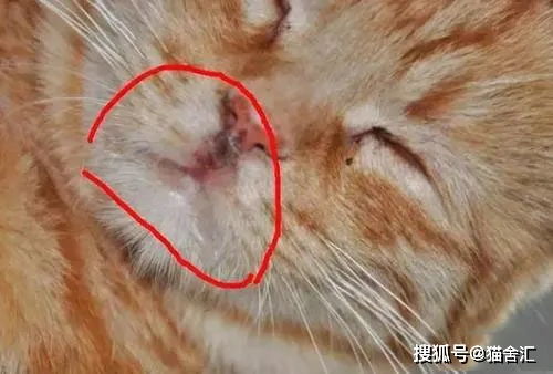 猫舍必看疾病科普│猫杯状病毒