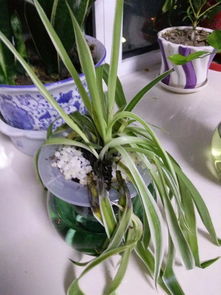 懒人自动吸水花盆怎么用,自动吸水盆栽靠谱吗，用自吸水盆养花好不好？